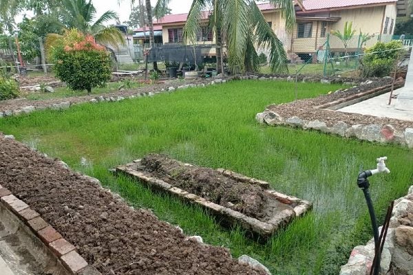 Tak sangka ada sawah padi dalam kawasan sekolah. Memang hebatlah SK Batu Laut