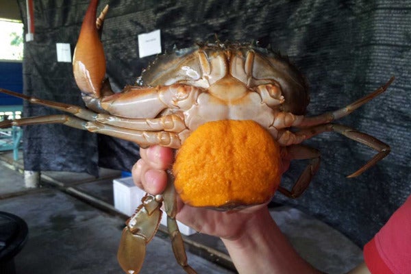 Penyelidik UMT jalankan kajian berkaitan habitat dan pembenihan ketam bakau