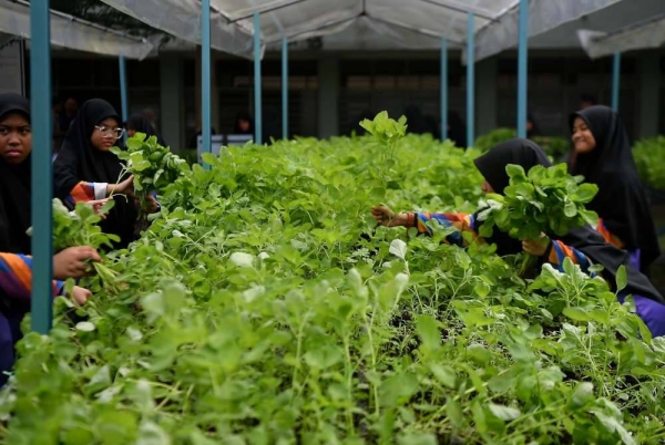 Pelajar sedang menuai sayur untuk dijual kepada pelanggan di kawasan Sekolah Menengah Raja Dr Nazrin Shah, Pasir Salak, Perak.
