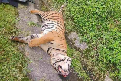 Harimau mati dilanggar berhampiran Tapah,Perak. - Foto: BERNAMA