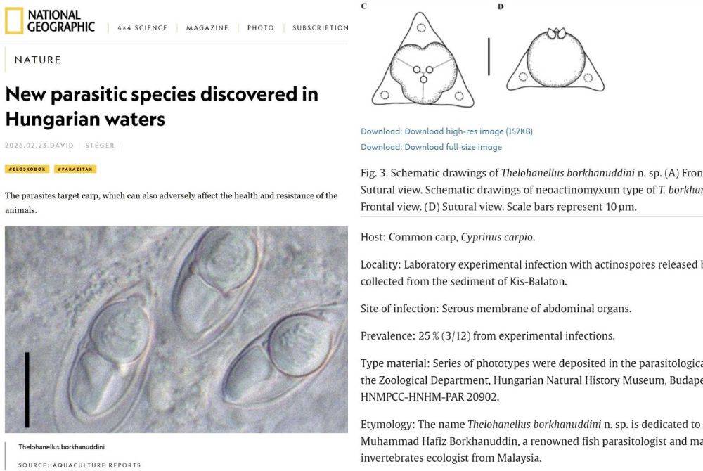 Penemuan itu diterbitkan dalam jurnal antarabangsa Aquaculture Reports dan turut mendapat liputan media sains terkemuka, National Geographic sekali gus meletakkan penyelidikan berkenaan dalam radar komuniti saintifik global.