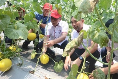 Syed Zaid (dua dari kiri), bersama Fadzli (kiri), melawat rumah hijau projek tanaman Melon Manis Terengganu yang ditanam oleh mahasiswa UniSZA di Kampus Besut.