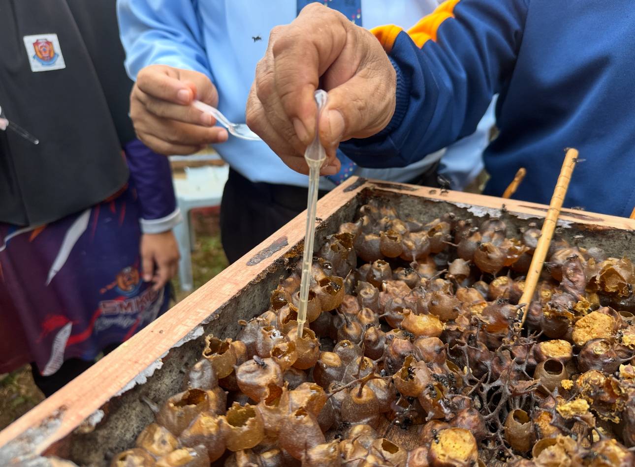 Madu lebah yang disedut menggunakan penyedut.
