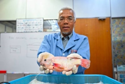 Dr Mohd Fuad berkata, sistem tersebut dibangunkan hasil penyelidikan berterusan lebih 15 tahun bagi memastikan prosedur pembedahan ikan dapat dilakukan dengan lebih selamat dan sistematik. 