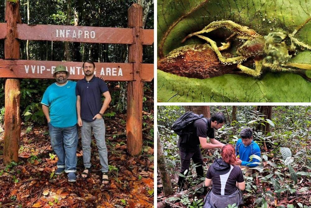Penemuan itu adalah hasil penyelidikan peringkat PhD pelajar pascasiswazah IBTP, Muhammad Shahbaz, yang menjalankan kajian bagi meneroka kepelbagaian serta potensi sumber kulat di Borneo.