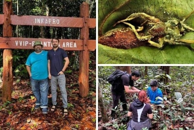 Penemuan itu adalah hasil penyelidikan peringkat PhD pelajar pascasiswazah IBTP, Muhammad Shahbaz, yang menjalankan kajian bagi meneroka kepelbagaian serta potensi sumber kulat di Borneo.