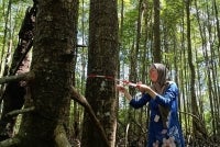 Dr Giovanna menjalankan kerja lapangan di tapak pokok bakau dalam usaha mengekalkan kelestarian ekosistem. 