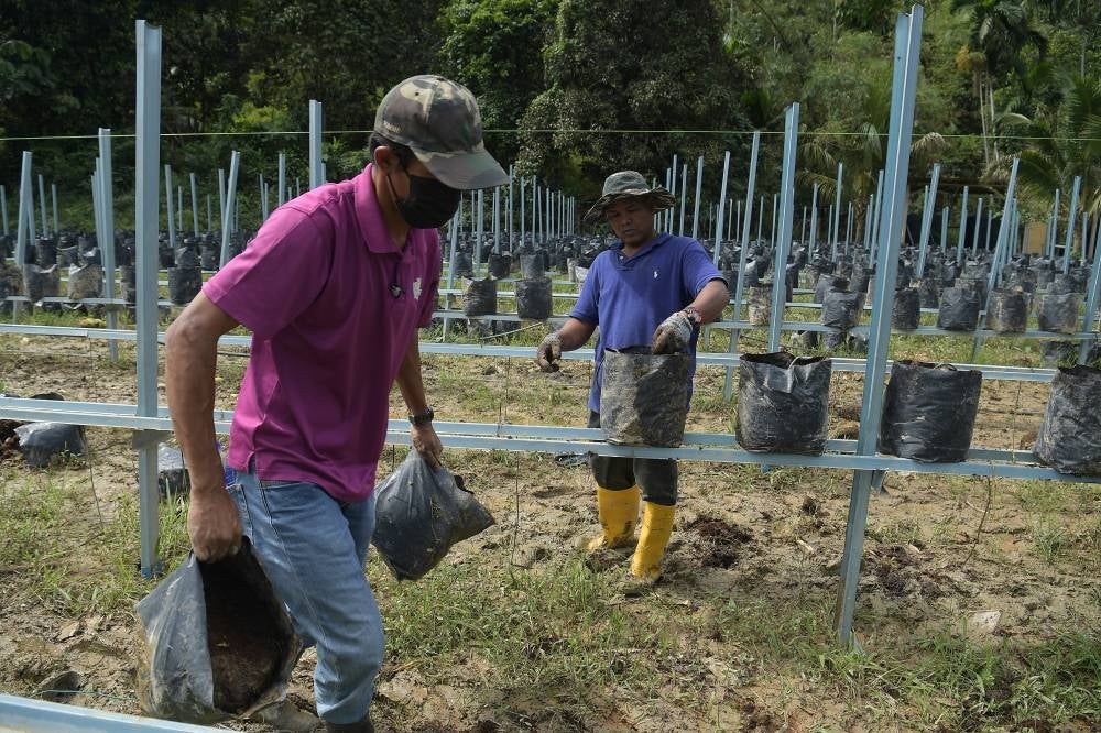 Workers cleaning a chili form affected badly by the floods two weeks back in Hulu Langat on Tuesday. (Source: Bernama)