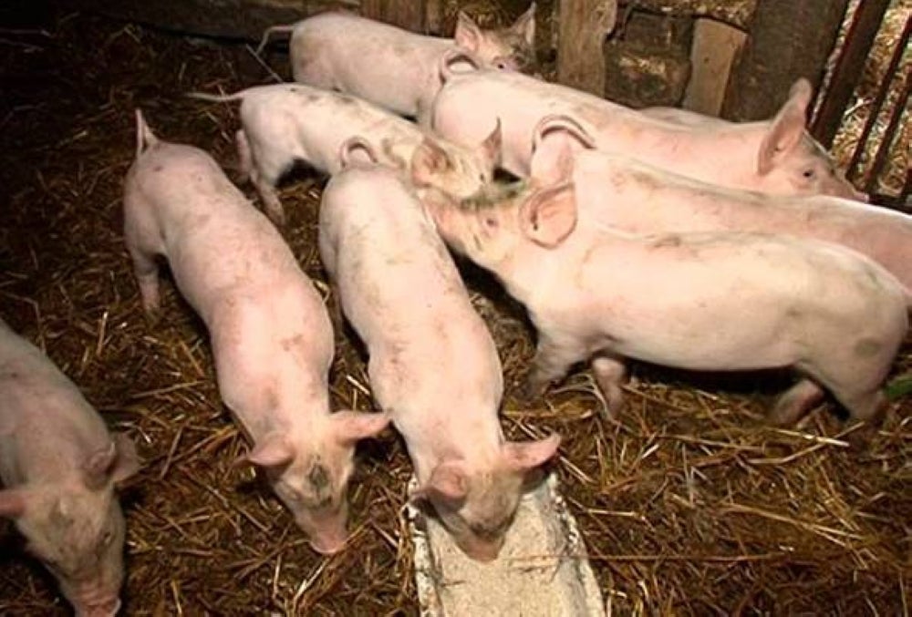 DVS has destroyed 1,864 pigs in Masjid Tanah, Melaka following an AFS outbreak. -- Bernama Photo