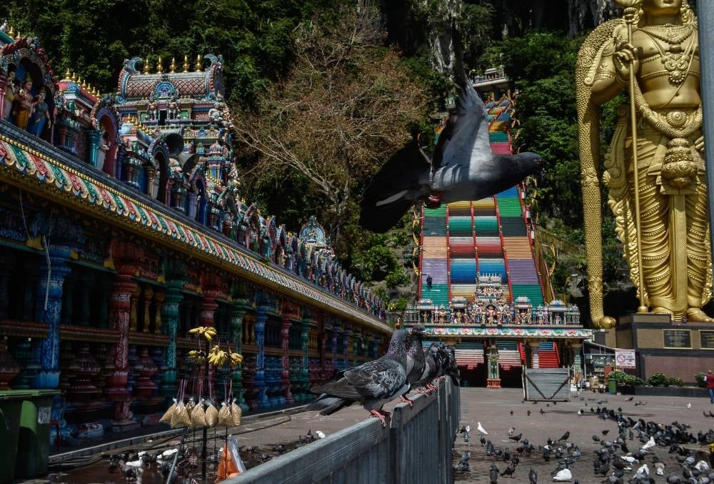 Sri Subramaniar Swamy Temple in Batu Caves today as they prepare for Thaipusam celebrations on the 18th. (Source: Bernama)