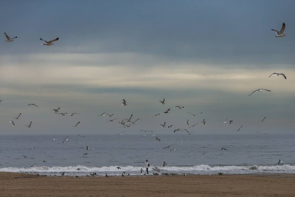 A woman observes birds on the beach on January 15, 2022 in Santa Monica, California. A tsunami advisory was in effect for the West Coast of the United States as well as Hawaii and Alaska after an undersea volcano erupted in the Pacific Ocean near Tonga. - AFP