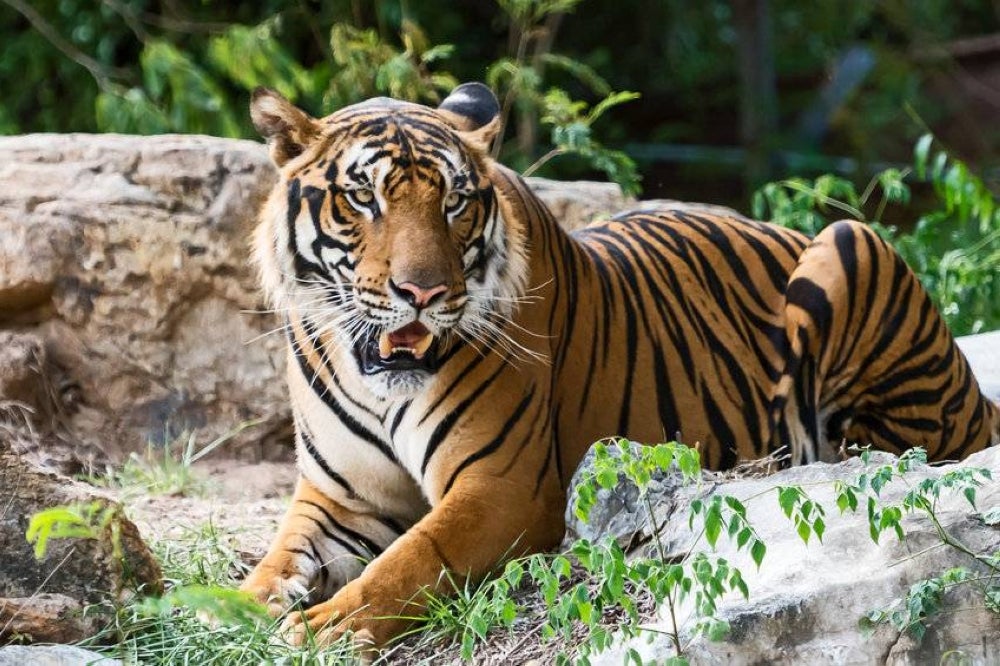 Sustainable Malaysia Association calls out Kelantan Forestry Department for not doing enough to stop deforestation and wildlife conservation. - 123RF Photo.