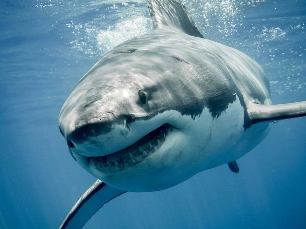 Photo of a great white shark in the ocean - AFP