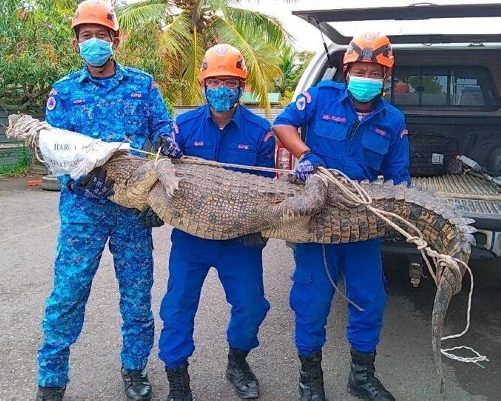 Sabah Civil Defence department to hand over the 150kg crocodile to the wildlife department