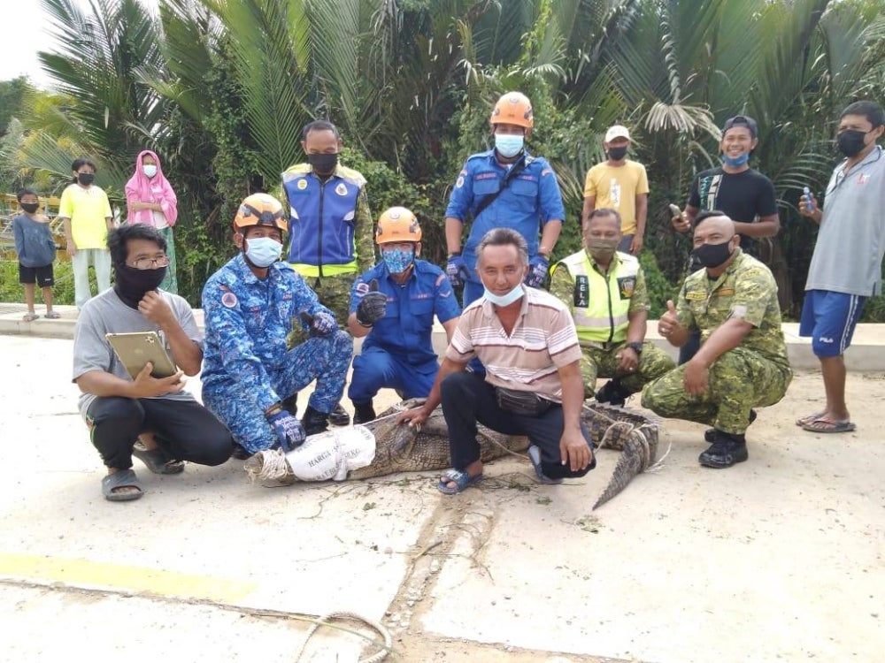 Matthew Koh (at the front) with Sabah Civil Defence department officers after catching the crocodile at Prima Kinarut residential area in Papar