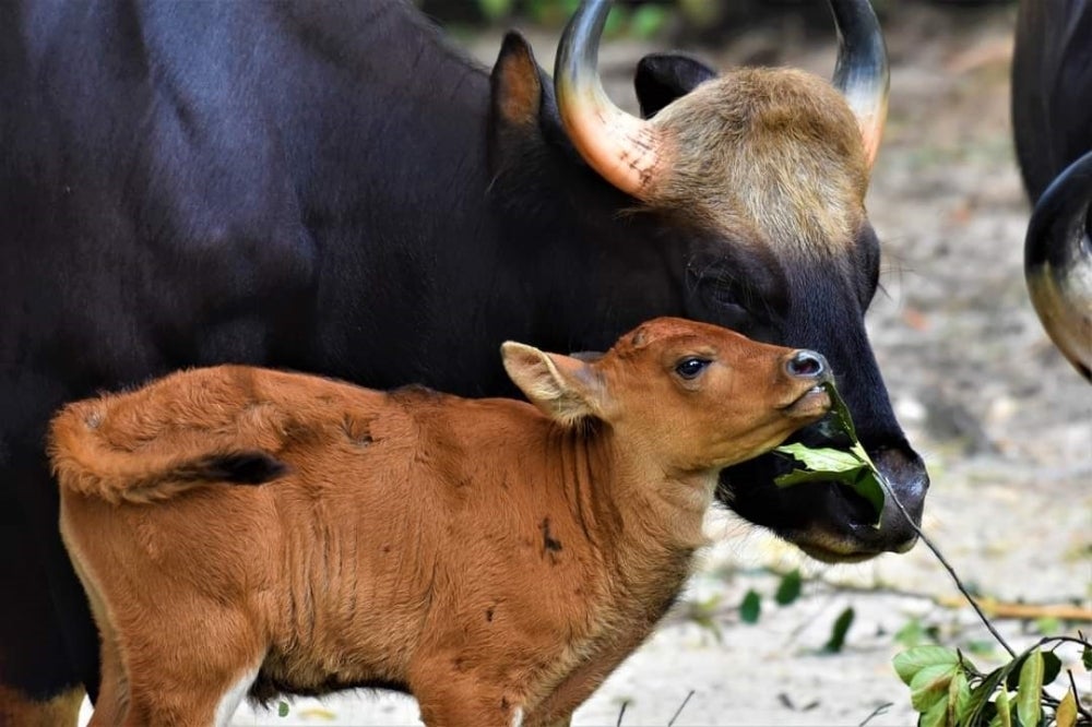 The breeding of gaurs requires close monitoring and specialized studies from expert groups, according to Taiping Zoo and Night Safari Director Dr Kevin Lazarus.