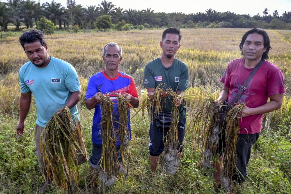 Farmers (from left) Mohd Sabudin Mokthar, Mohd Pauza Abdul Rahman, Mohd Fadzay Jaafar and Wan Khairul Wan Abdullah showing the crop destroyed due to floods in Kampung Tuman Pengkalan Berangan, last week. - BERNAMA