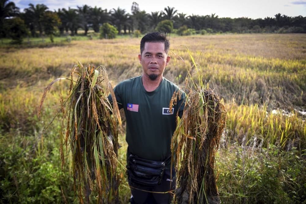 Mohd Fadzay Jaafar showing the crop destroyed due to floods in Kampung Tuman Pengkalan Berangan, last week. - BERNAMA