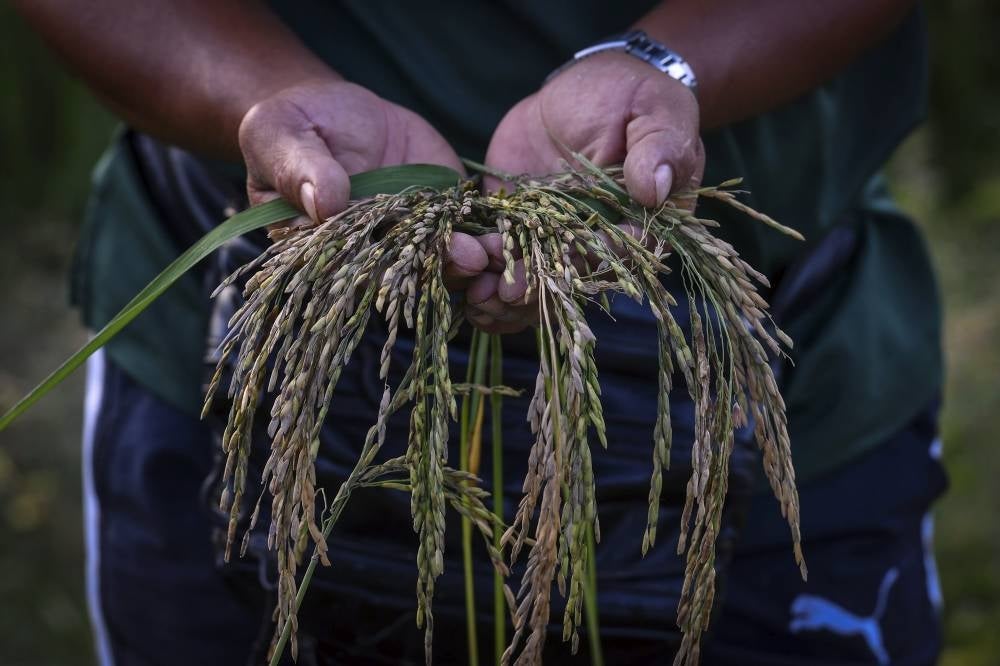 Mohd Fadzay Jaafar showing the crop destroyed due to floods in Kampung Tuman Pengkalan Berangan, last week. - BERNAMA
