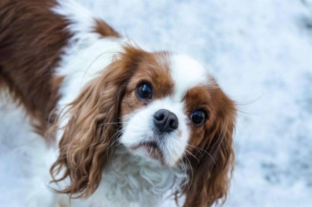King Charles spaniels as well as English bulldogs face a breeding ban in Norway. - AFP