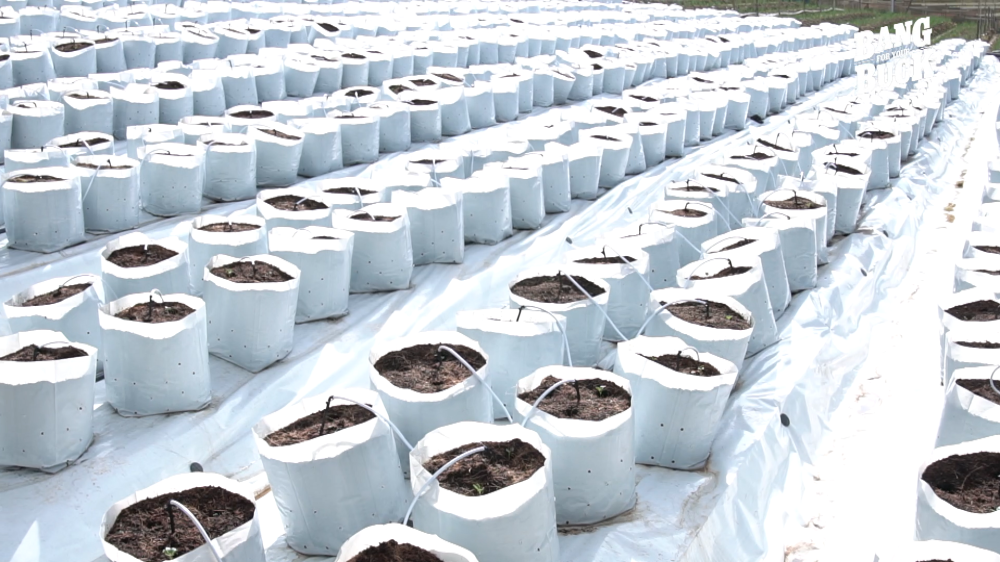 Various types of vegetables are grown in the farm located in Cameron Highlands.