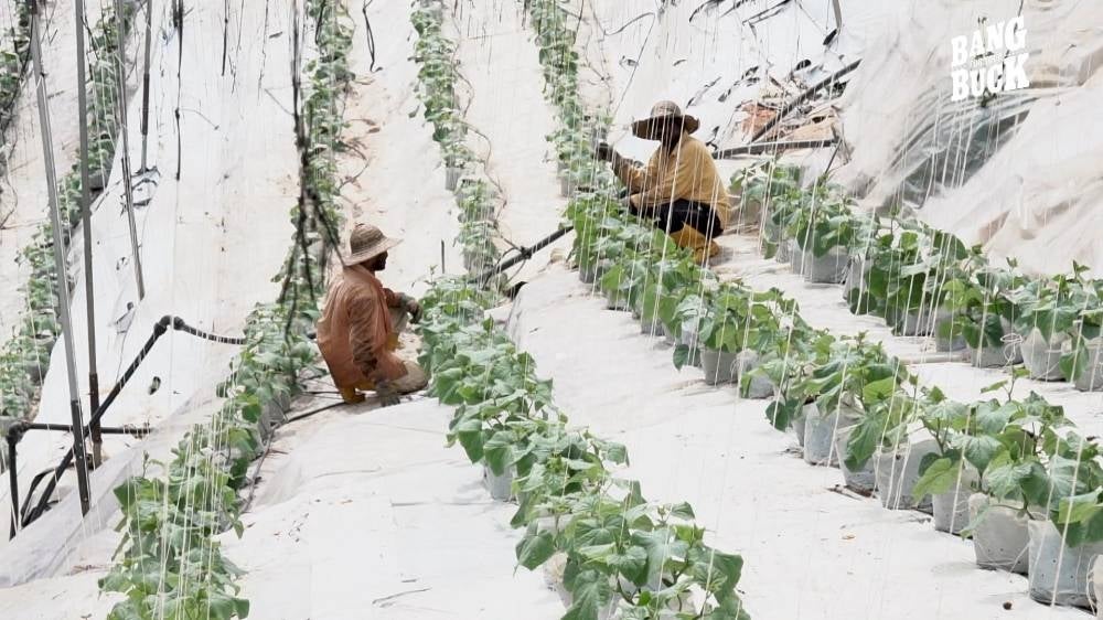 One of the challenges faced by E-petani during the pandemic is labour shortage. 