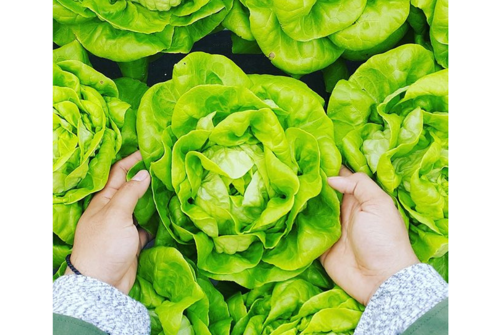 Photo source : Instagram (E-petani)