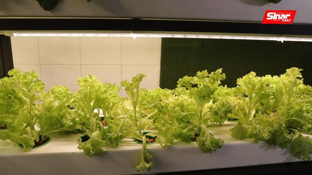 The plants cultivated through smart farming placed in the outlets of E-Petani