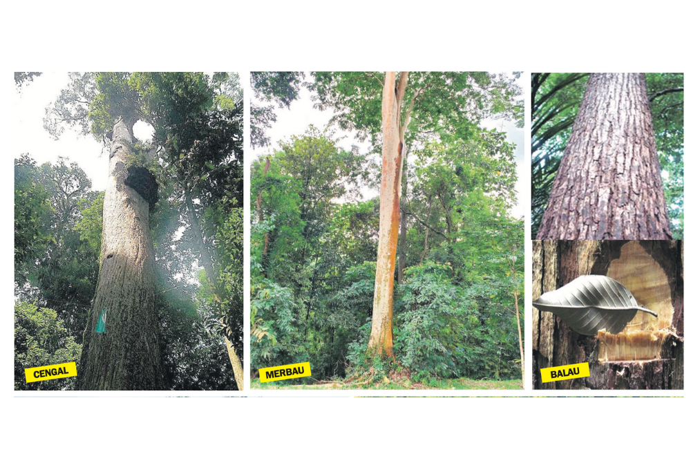 Illegal loggers favourite timbers. (Photo by ROSLI TALIB)