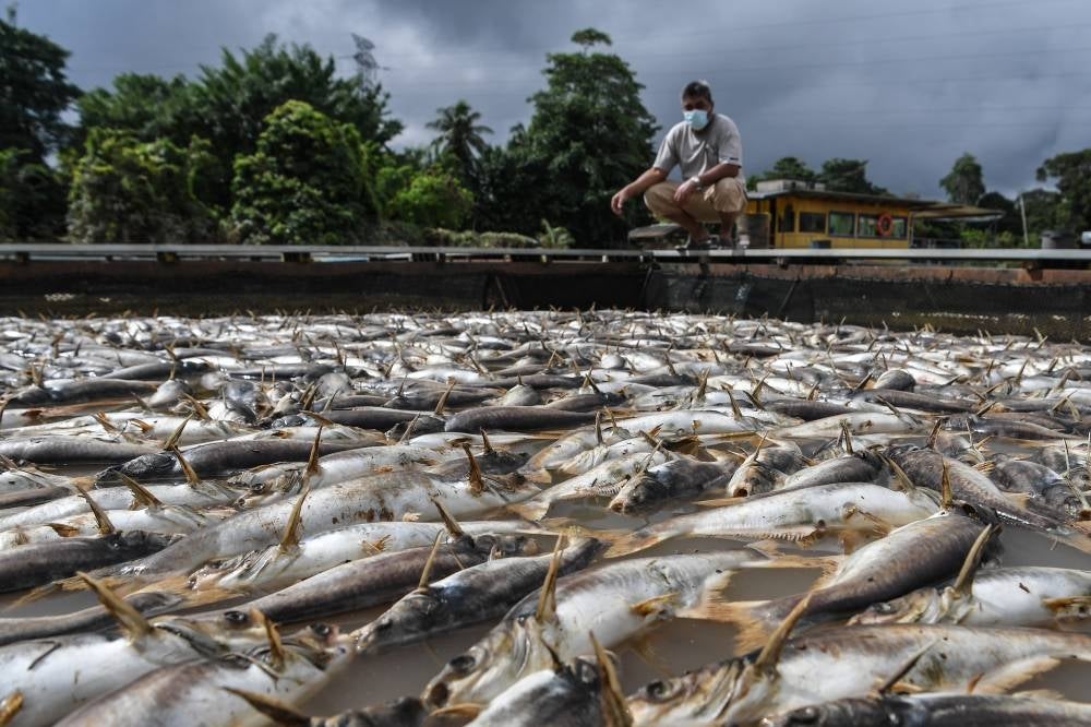 Mohd Zelan Mat, 55, of Kampung Beladau Selat said fast-flowing floodwater that brought with it mud killed tilapias and patin (silver catfish) in 59 cages in the village and four in Kampung Beladau Kepong with a total weight of 126 tonnes. - BERNAMA