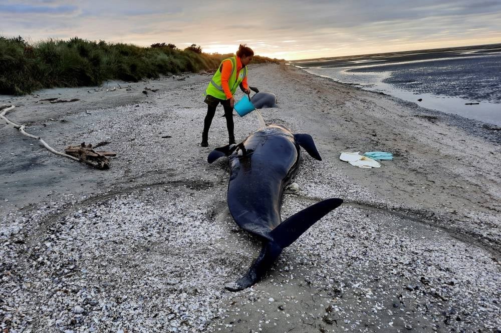 This handout photograph taken and released on March 18, 2022 by the Department of Conservation New Zealand shows a ranger trying to keep a stranded wale hydrated at the remote Farewell Spit on New Zealand's South Island. - AFP