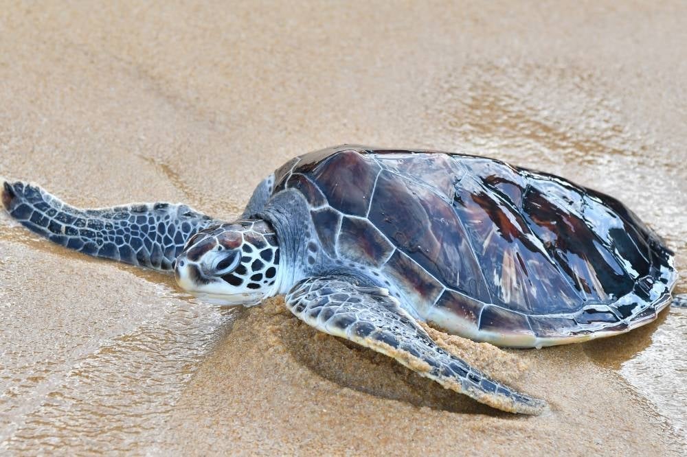 A turtle being released back into the sea in conjunction with the Terengganu Turtle Awareness Month launching ceremony at Pantai Rantau Abang, today. - BERNAMA
