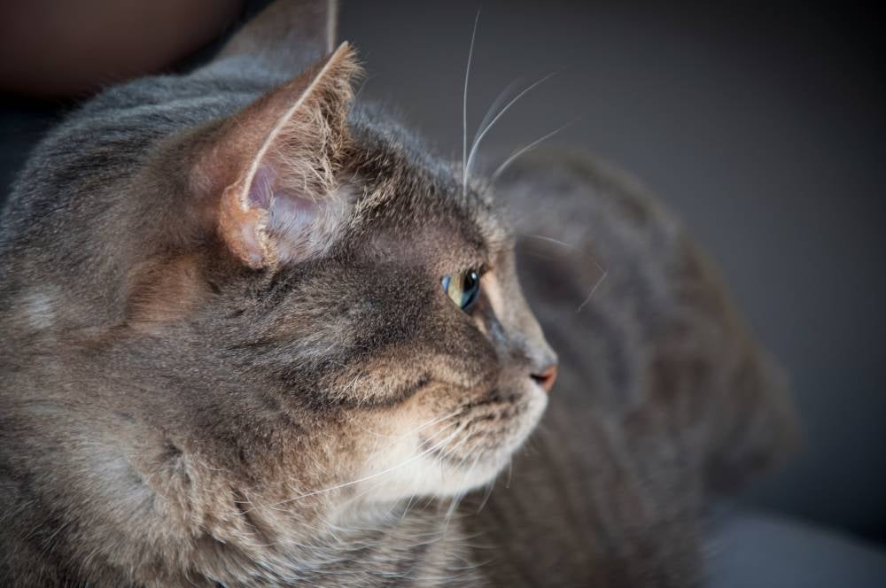 Retired policeman Zainol Abidin Md Zain, 65, was fined RM6,500 by the Selayang magistrate's court after he changed his plea to guilty for committing mischief by shooting a tomcat after it ate his chickens and for discharging a firearm in a public place. - Photo source: 123rf