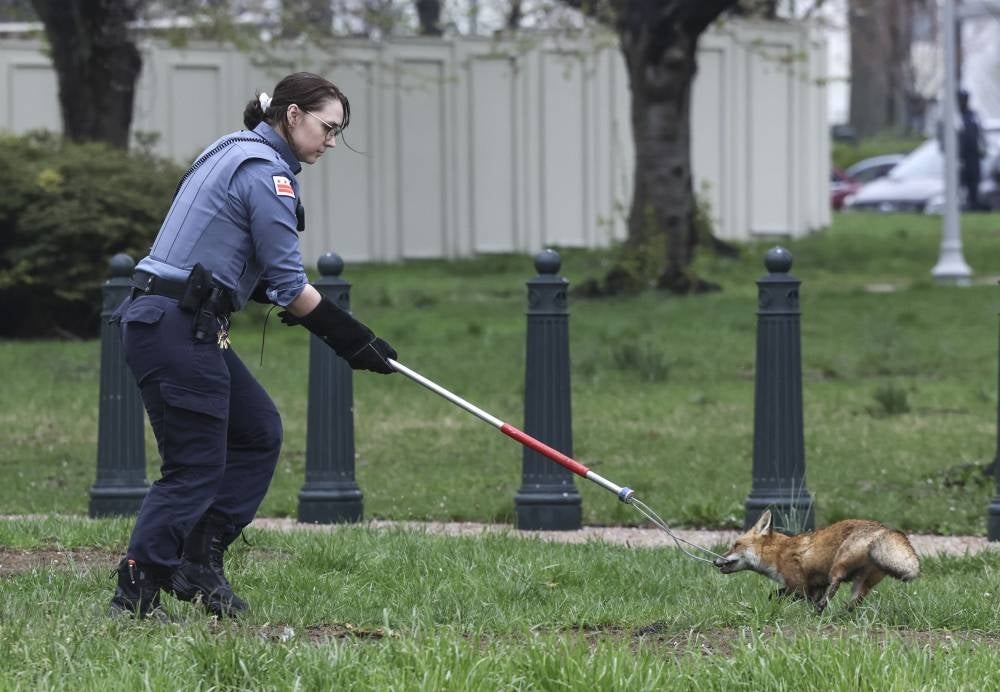 Officer Best with the Humane Rescue Alliance Animal Care and Control attempts to trap a fox on the grounds of the US Capitol on April 5, 2022 in Washington, DC. - AFP