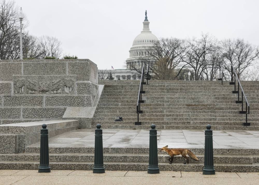 A fox walks near Upper Senate Park on the grounds of the US Capitol on April 5, 2022 in Washington, DC. - AFP