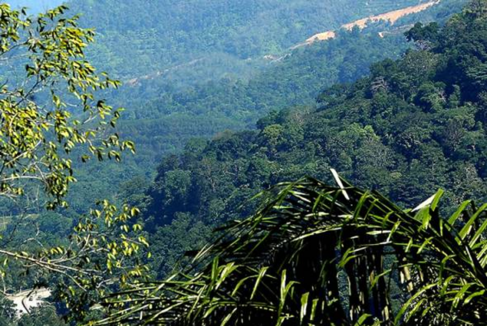 Rimba Disclosure Project (RDP) revealed at least72,584.73 hectares (ha) of forest in Peninsular Malaysia will be destroyed - AWANI photo 