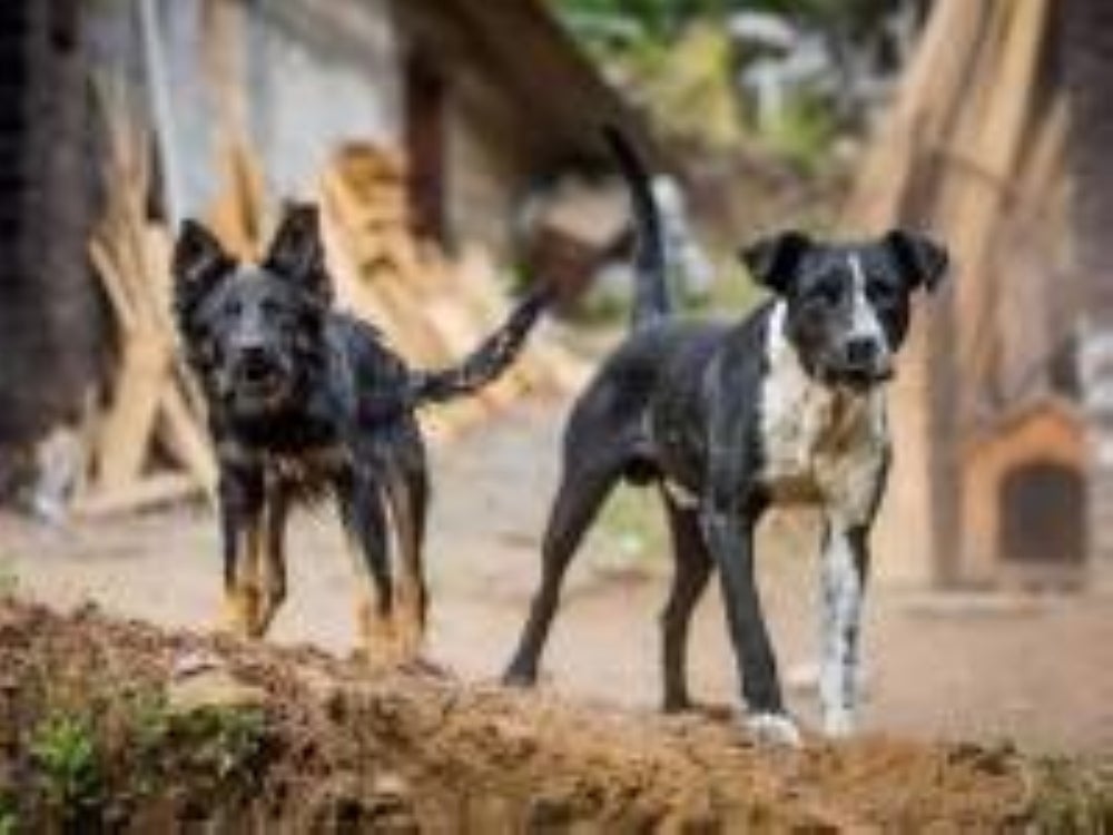  On April 10, a 40-year-old man in Petaling district died after being diagnosed with rabies