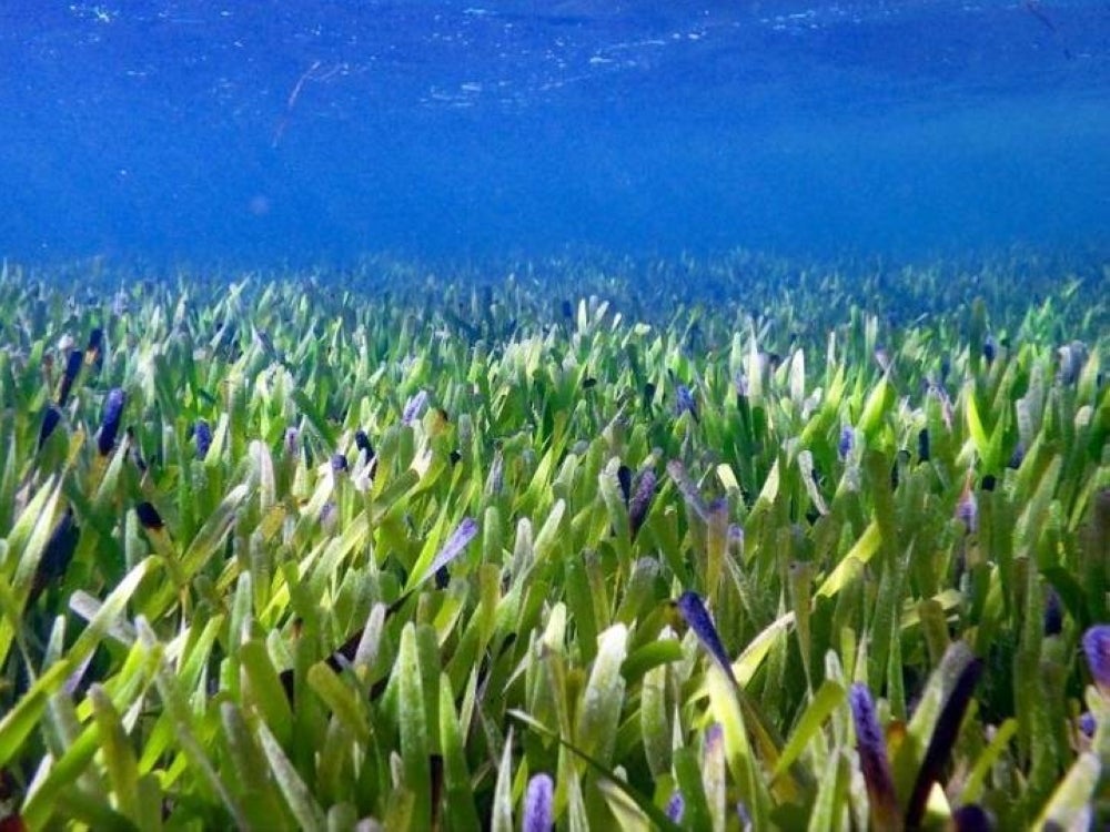 Seagrass meadows Posidonia australis are seen in Shark Bay, Western Australia. - Photo: University of Western Australia