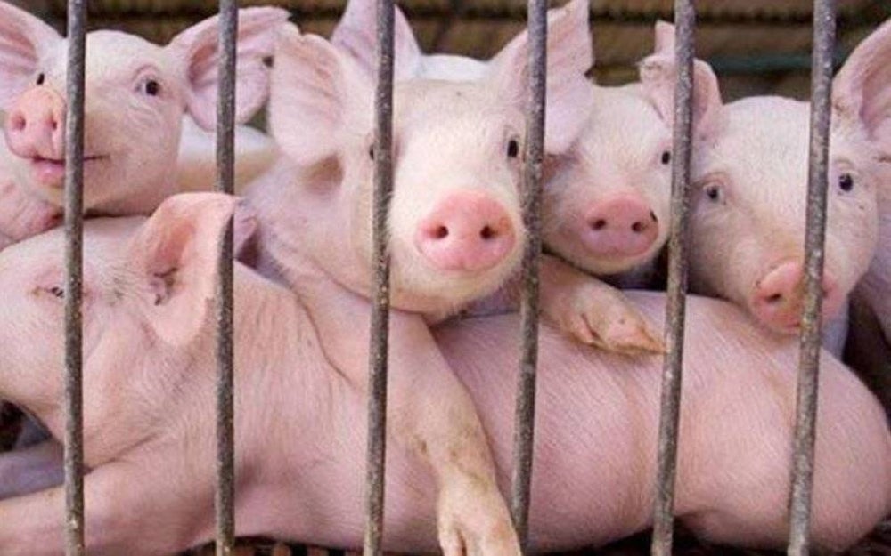 From June 1, closure notices will be issued to pig farms in Penang that failed to comply with operating licence conditions despite already having been compounded. Illustration photo.