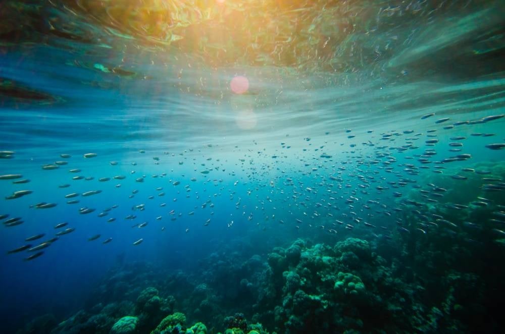  World Oceans Day is celebrated every year on June 8 to ponder upon the role and importance of the oceans. - Photo: 123rf