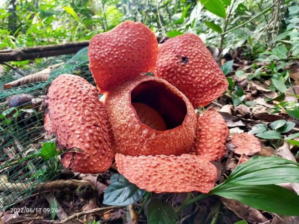 Rafflesia Keithii - Photo: Samuel Tihoi Facebook
