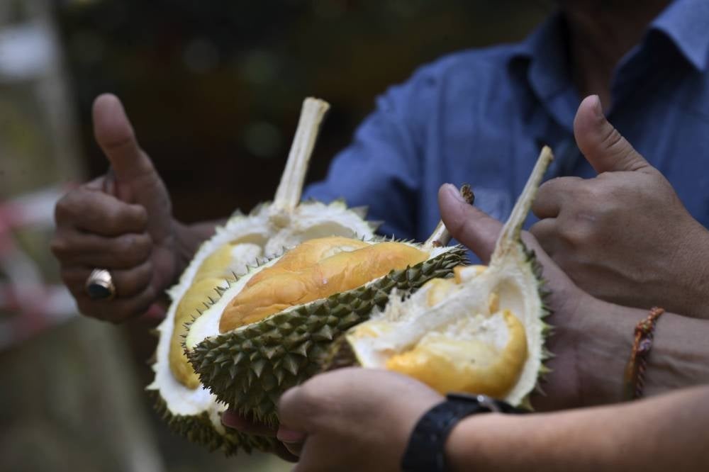 New durian varieties known as D216 (J. Sparrow) and D217 (Jerai) which were planted at a durian orchard in Kampung Ketapang, Sungai Tok Pawang, Bedong, Kedah. - BERNAMA