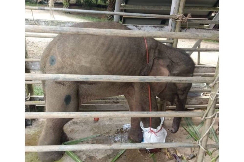 A female baby elephant's right foot had to be amputated after it was almost severed by a snare trap in Tungku, Lahad Datu, last Saturday.