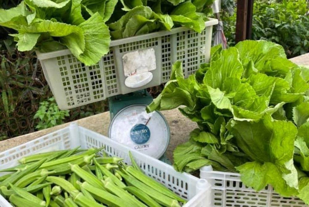 Vegetables harvested from the community farm. photo from Kebun-kebun Bangsar Facebook page