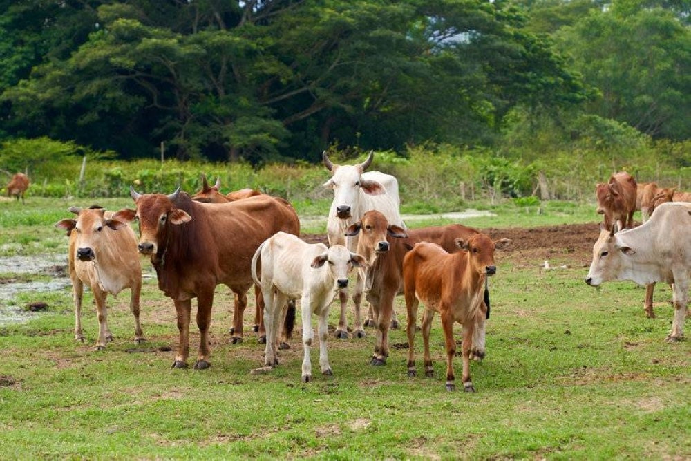 The government assured that cattle imported from Thailand for the Aidiladha sacrificial rites are free from lumpy skin disease and foot and mouth disease. Photo: 123RF