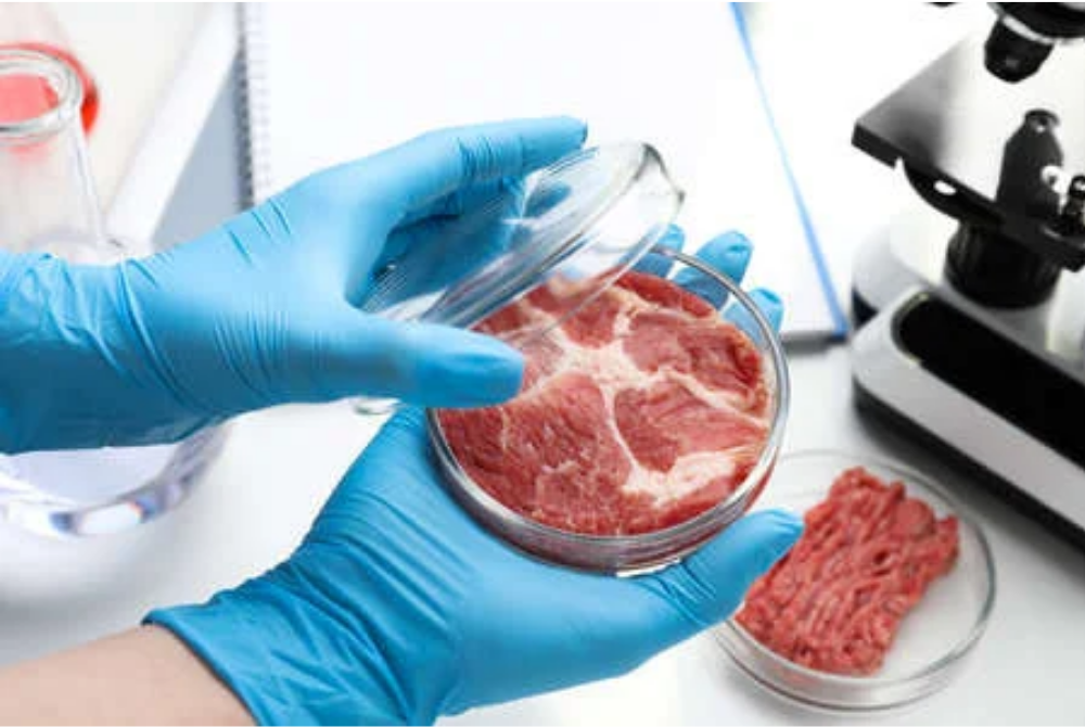 Cultured meat production has become the latest trend since it is a promising alternative to replace meat, or at least to supplement a protein diet for humans.
Source:123rf