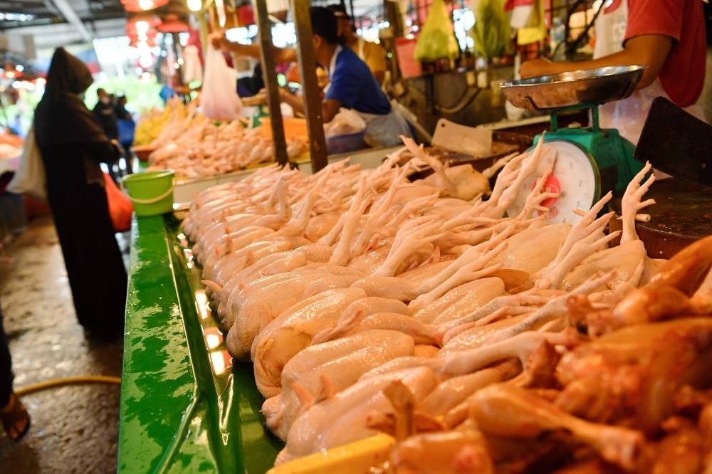 The move to import frozen chickens is expected to take off in September at a lower price. Illustration photo.