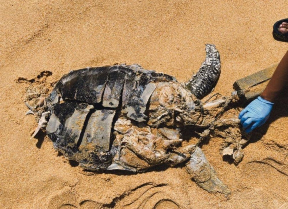 The dead turtle had been tied with bricks in an attempt to weigh it down to the seabed. Photo: BERNAMA