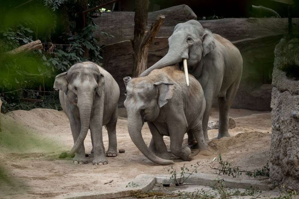 Asian elephants (Elephas maximus) are seen at Kaeng Krachan elephant park at Zurich zoo on July 27, 2022. (Photo by Fabrice COFFRINI / AFP)