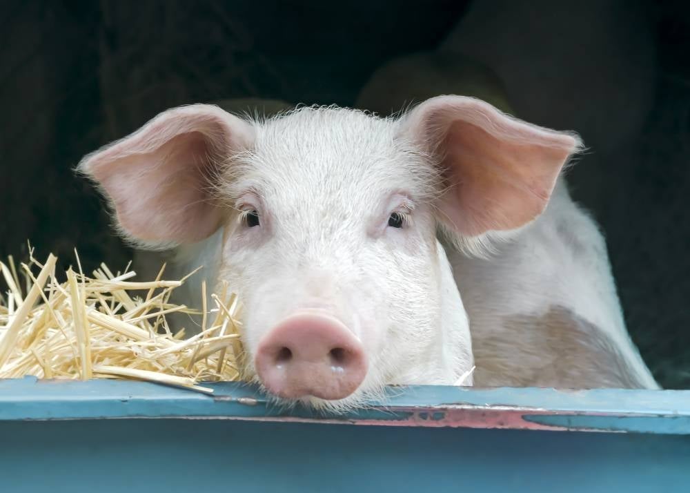 Illustrative picture (123rf)